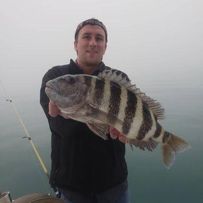 Huge Sheepshead on a calm foggy morning