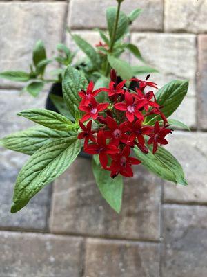 Old-fashioned red Pentas: a nectar plant for butterflies and other pollinators.