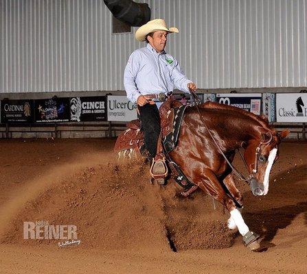 Morgan Stables Performance Horses