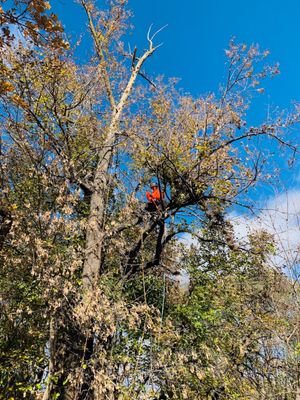 Pruning of Dead Top Off of a Linden in Maple Grove, MN.