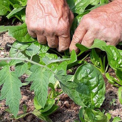 Harvesting spinach among the tomato plants.