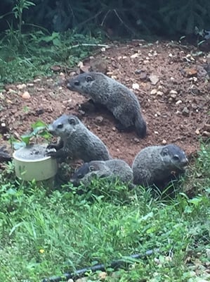 Our family of groundhogs.