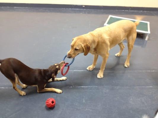 Supervised play is so good for your dogs - helps reduce destructive behavior. Metro Dogs Daycare & Boarding 506 11th Ave. North, Minneapolis