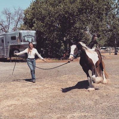 3 y/o Pure Gypsy Filly, beginning groundwork