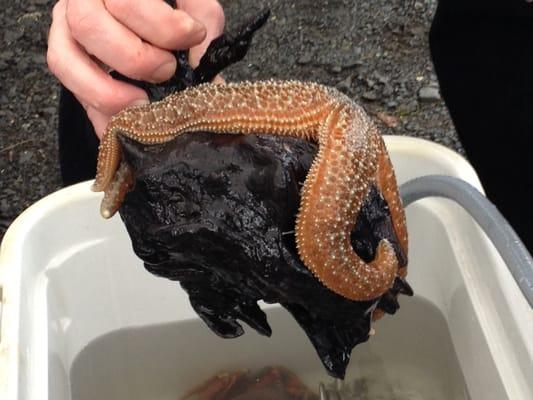 Sea star in a touch tank from Nisqually Reach Nature Center