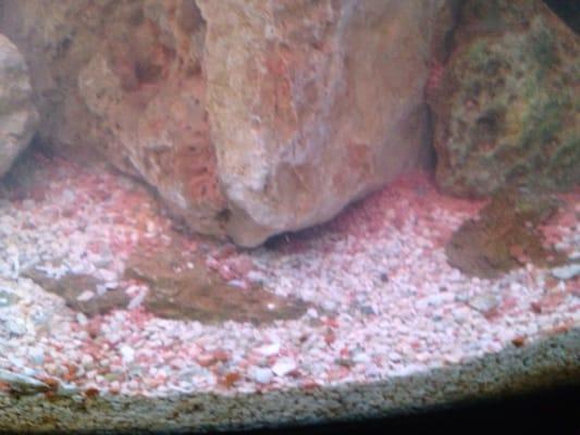 Over feeding fish kills them, here is the bottom of the tank covered in food!