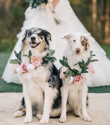 Destination Sitters Wedding Childcare and Pet Sitting