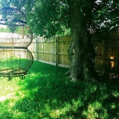 Back Yard shade tree.