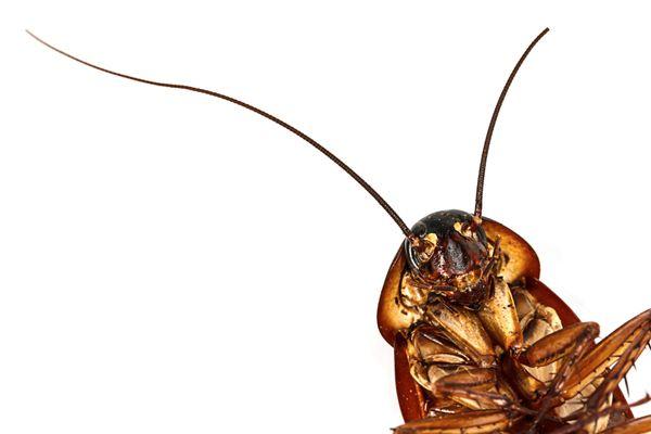 Let Redully® rid you of roaches!