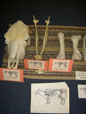 Cow Skeleton Study