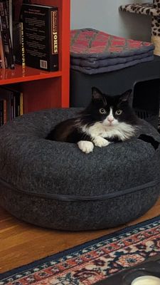 Long haired black and white tuxedo cat sitting in a grey cat bed.