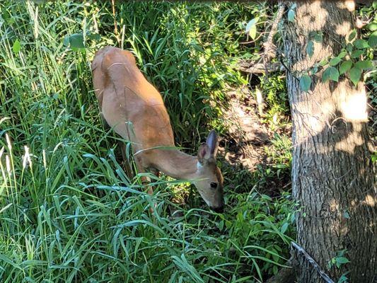 Great trail. Lots of deer today