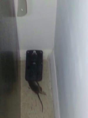 This is a picture of ONE of the rats caught in the trap! Mind you, there were THREE more caught at later dates!