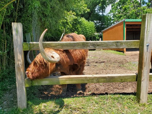 Scotland cow