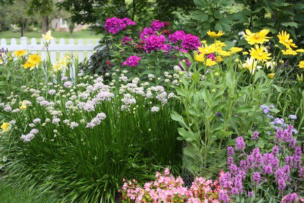 Colorful perennials