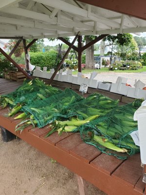 Gilbert's native sweet corn - $1 /ear