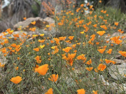 Native poppies