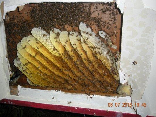 Hive behind the drywall. It is cheaper to repair the drywall than the exterior wall or roof.