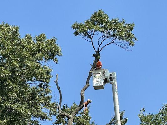 Aaron's Perfect Cut Tree Service