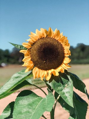 The only sunflower closest to the pumpkin field