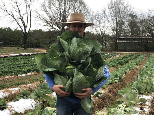 up to our ears in cabbages.