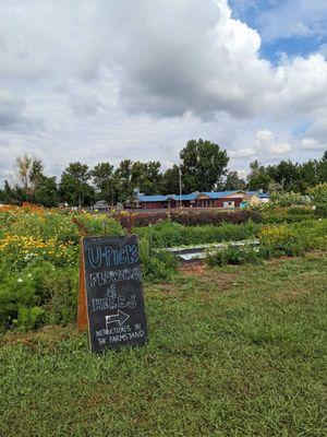 Flower and herb field