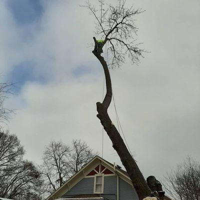 Tree removal