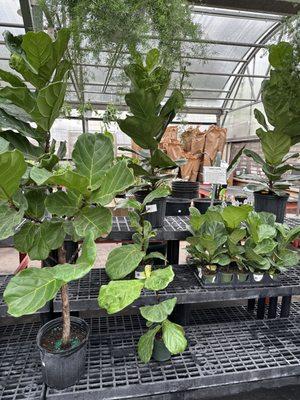 Rolling Ridge Nursery