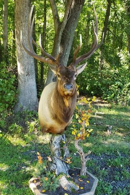 All Game Taxidermy