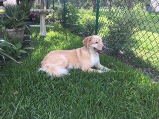 Sophie enjoying the rest after her walk.