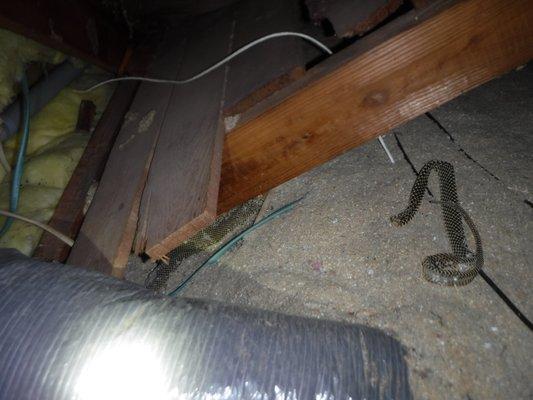 Snake skin in attic.