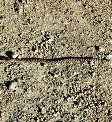 Baby Rattlesnake