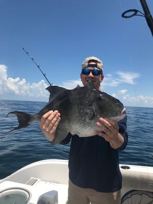 Gray Triggerfish are beautiful, hard fighting, and tasty.