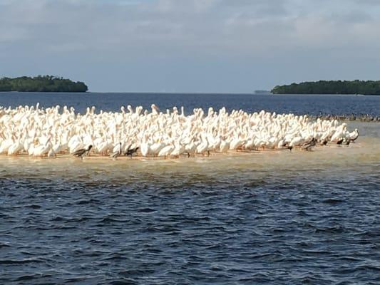 White Pelicans.  10,000 Islands in Everglades National Park on my 7 hour Everglade adventure.