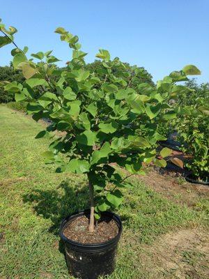 Eastern Redbud