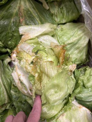 Nasty lettuce that is contaminating the lettuce surrounding it