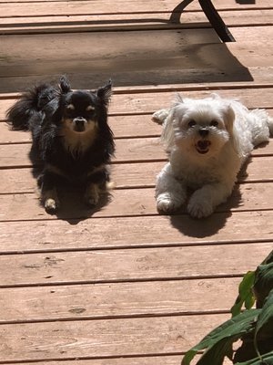 Petrie and Roxy enjoying the sun