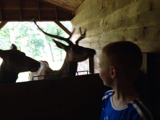 The elk are behind a wall, but beautiful to see in person.