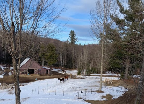 Winter at Wolf Pond Stables, plenty of space to roam.