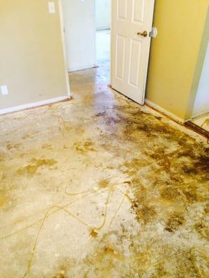 Urine and fecal stains from unapproved pets in the master after tearing up the carpet.