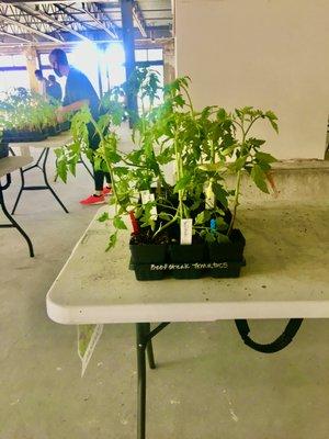 Table of Tomato Plants