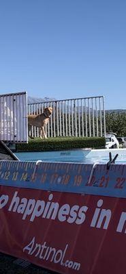 My girl sizing up the  pool & determine how she'll take her jumps