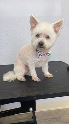 My puppy Charlie looking spiffy with his new cut and bow tie. The service was great and the team friendly!  Somehow they always do well!