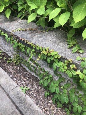 Poison ivy around pool chairs