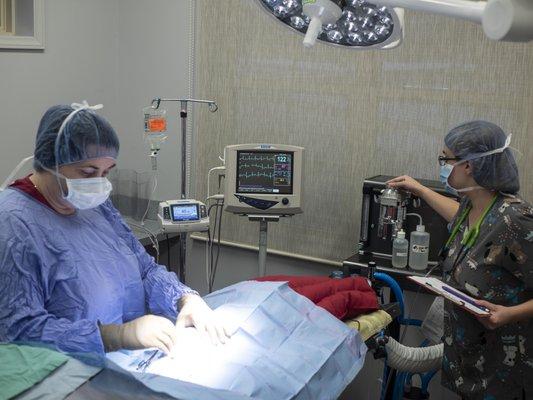 Excellent, state-of-the-art small animal surgery and orthopedics performed by board certified veterinary surgeons.