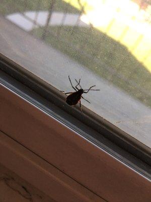 These Box Elder bugs are everywhere and easily come through the windows.