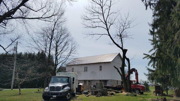 Unfortunately this Ash was killed by the the Emerald ash borer, and had to be removed.