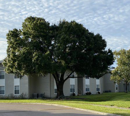 Citrus Meadows Apartments