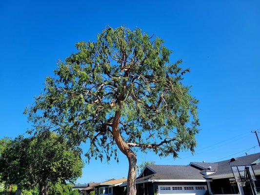 Economy Tree Care