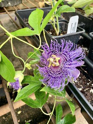 Passion flower (flower of the passion fruit plant)